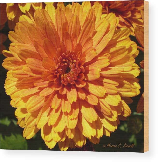 Super Close Up Bright Orange With Orange Reddish Center Flower Photo For Wall Hanging And Decor Wood Print featuring the photograph M Bright Orange Flowers Collection No. BOF7 by Monica C Stovall