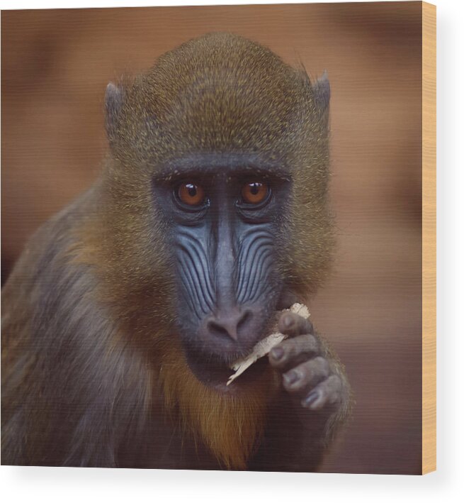 Animal Themes Wood Print featuring the photograph Mandrill by Photo By Steve Wilson