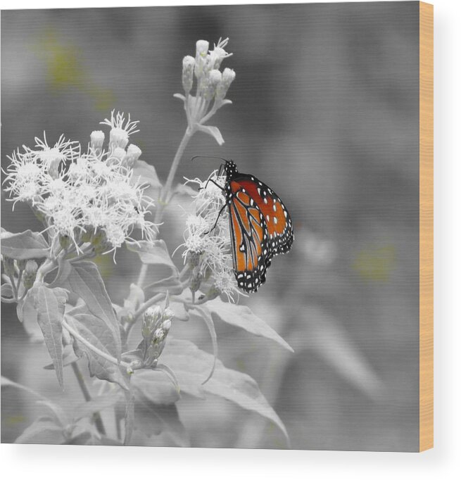 Butterfly Wood Print featuring the photograph Nature Blessing by David Norman