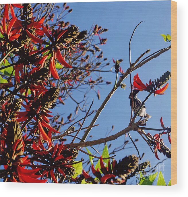 New Holland Honeyeater Wood Print featuring the photograph New Holland Honey Eater in an African Flame Tree by Cassandra Buckley