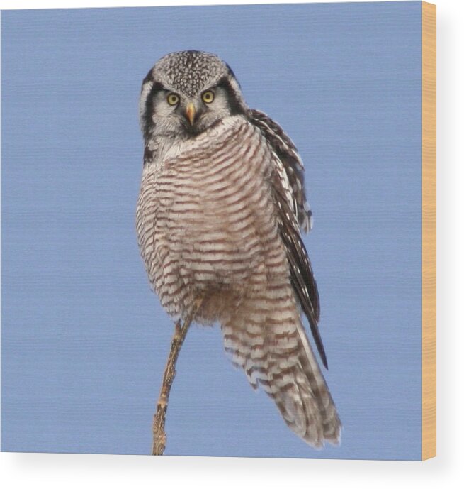 Birds Wood Print featuring the photograph Northern Hawk Owl by Larry Trupp