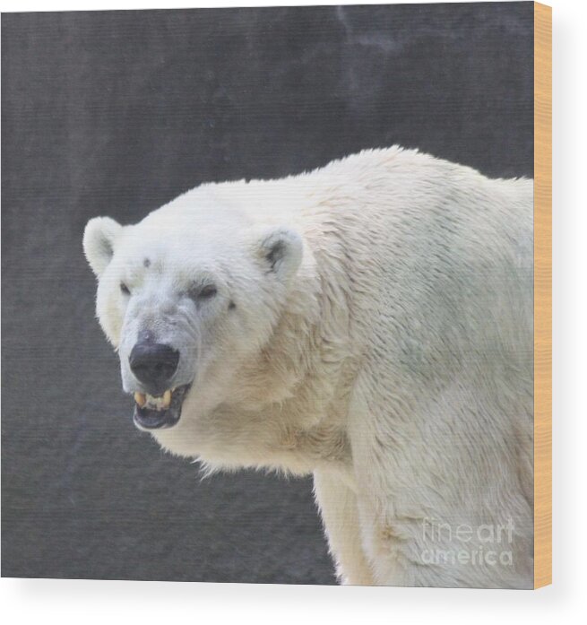 One Angry Polar Bear Wood Print featuring the photograph One Angry Polar Bear by John Telfer