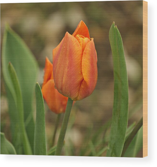 Tulips Wood Print featuring the photograph Orange Tulip by Sandy Keeton