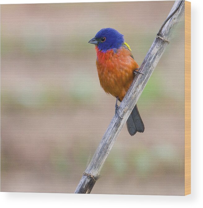  Bunting Wood Print featuring the photograph Painted Bunting by Jim E Johnson