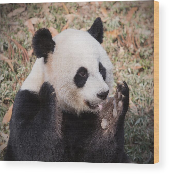 Panda Wood Print featuring the photograph Panda bear by Jack Nevitt
