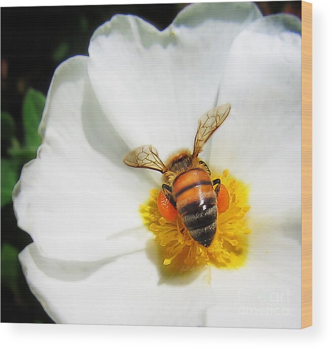 Bee Wood Print featuring the photograph Pollinating by Lisa Redfern