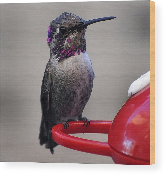 Hummingbird Wood Print featuring the photograph Posing Juvenile Hummingbird Anna by Jay Milo