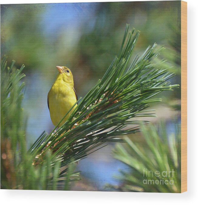American Goldfinch Wood Print featuring the photograph Profile In the Pines by Kerri Farley
