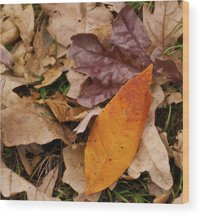 Leaves Wood Print featuring the photograph Progression by Denise Beverly