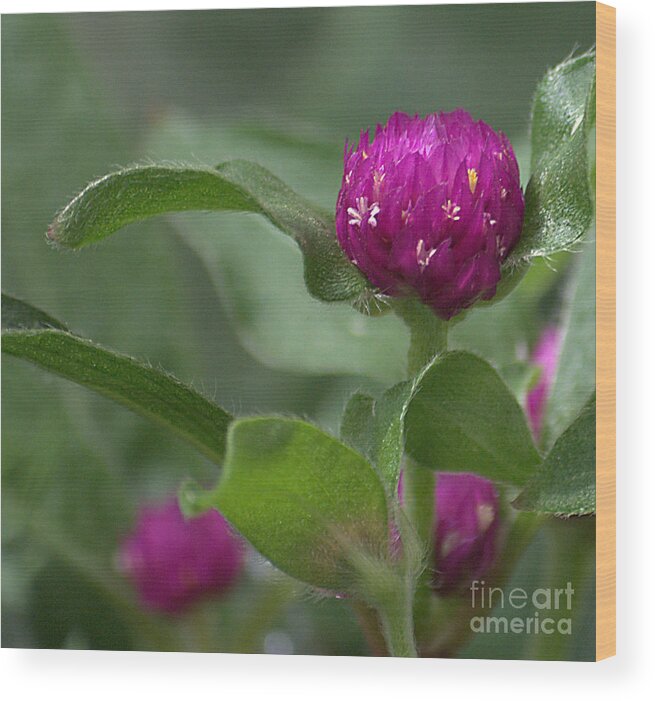 Flowers Wood Print featuring the photograph Purple Ball by Sharon Elliott