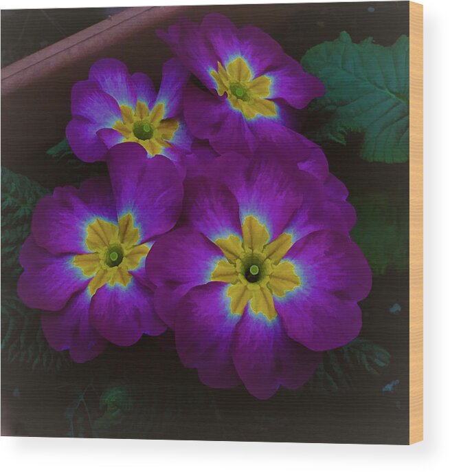 Wall Decor Wood Print featuring the photograph Purple Primrose by Ron Roberts