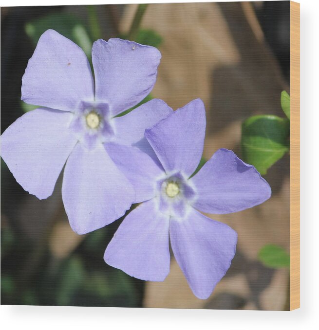 Purple Wood Print featuring the photograph Purple wildflowers by Denise Cicchella
