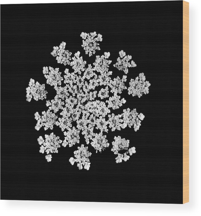 B&w Wood Print featuring the photograph 'Queen Anne's Snowflake' by Liza Dey