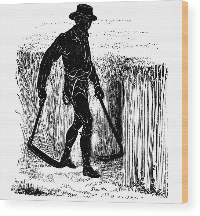 Crop Wood Print featuring the photograph Reaping With A Hainault Scythe by Universal History Archive/uig