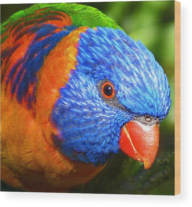 Red Collared Lorikeet Wood Print featuring the photograph Red Collared Lorikeet by Margaret Saheed