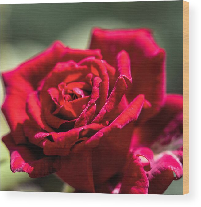 Red Wood Print featuring the photograph Rose by Leif Sohlman