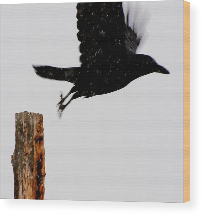 Bird Wood Print featuring the photograph Snow Raven Blurr by Britt Runyon