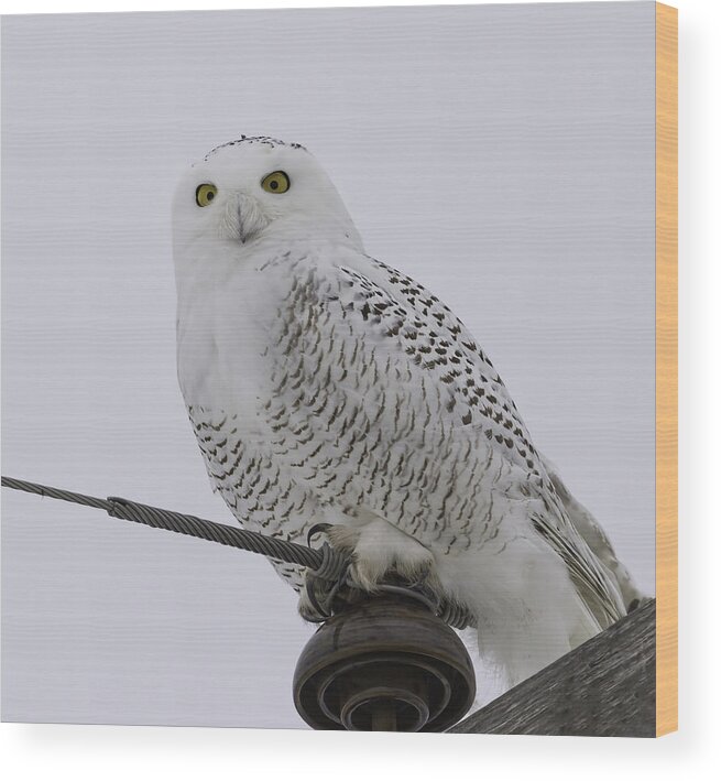 Snowy Owl (bubo Scandiacus) Wood Print featuring the photograph Special Owl by Thomas Young