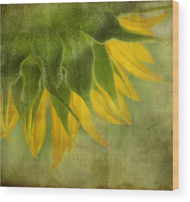 Sunflower Wood Print featuring the photograph Sunflower by Ivelina G
