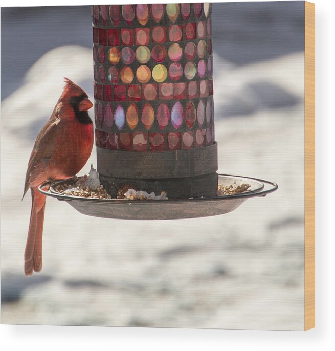 Cardinal Wood Print featuring the photograph The Cardinal by Cathy Donohoue