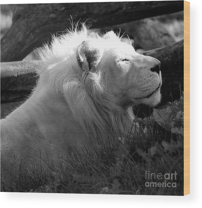 Marcia Lee Jones Wood Print featuring the photograph The White King by Marcia Lee Jones