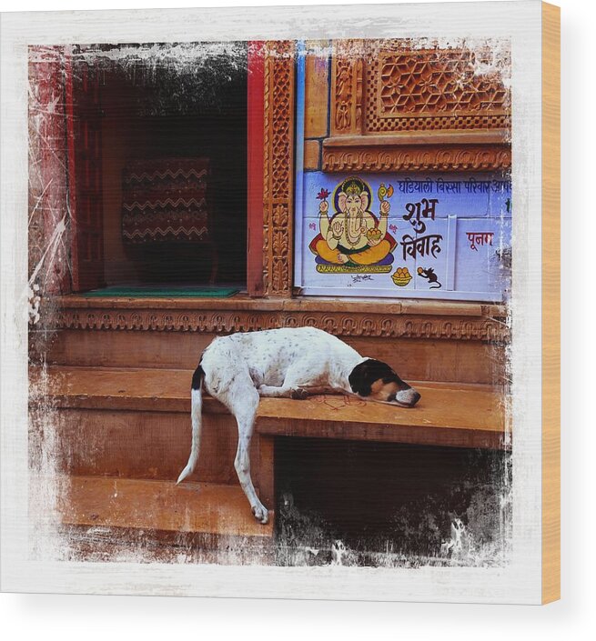 Dog Wood Print featuring the photograph Travel Sleepy Happy Doggie Jaisalmer Fort India Rajasthan by Sue Jacobi
