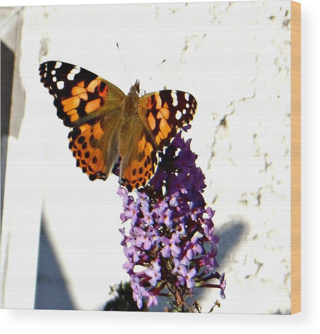Butterfly Wood Print featuring the photograph Vanessa by Dark Whimsy