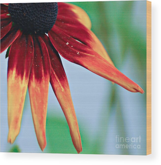 Flower Wood Print featuring the photograph Velvet Petals by Kerri Farley