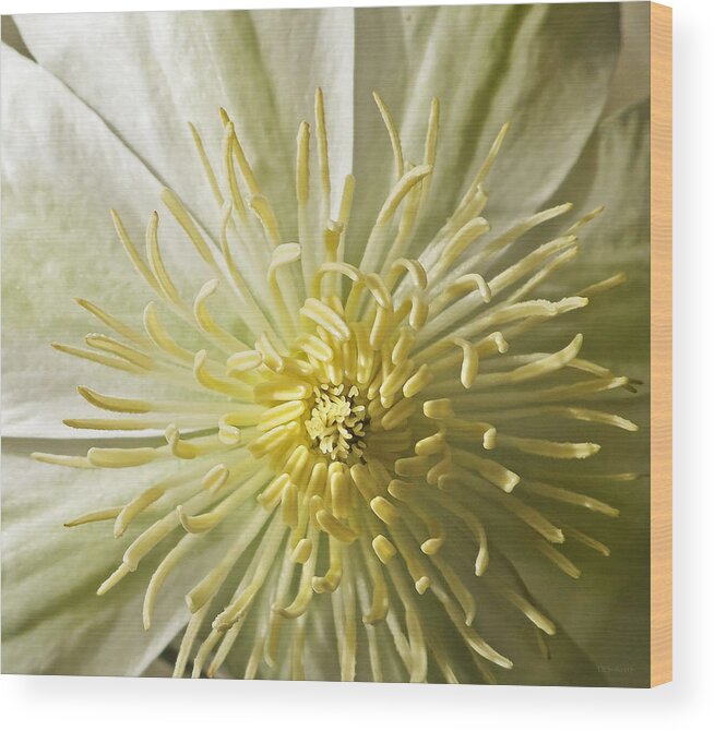 Floral Wood Print featuring the photograph What the Bee Sees by Deborah Smith