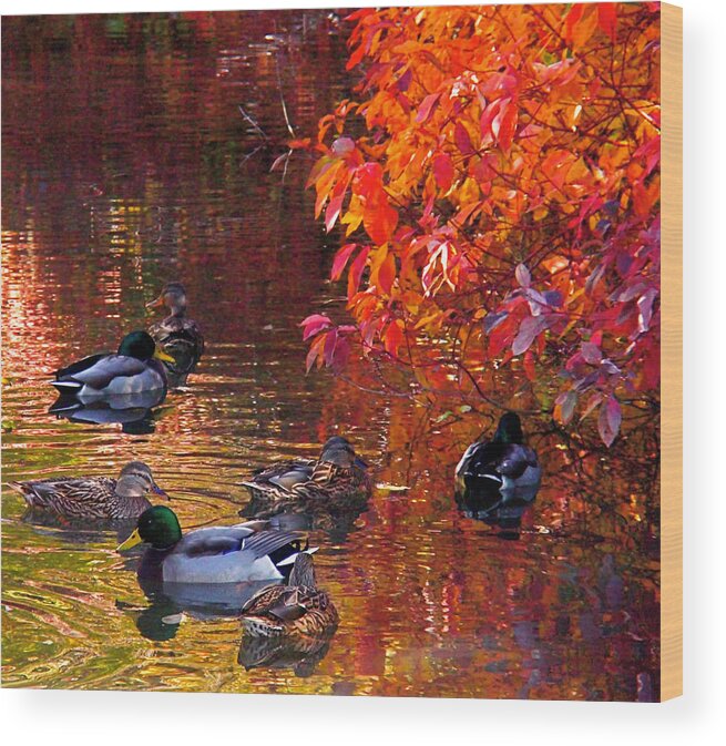 Mallards Wood Print featuring the photograph Which Way by Rona Black