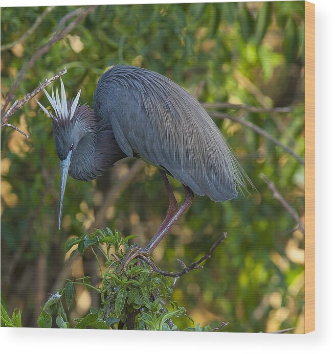 Little Wood Print featuring the photograph White Feathers by Sean Allen