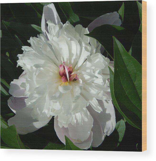 Peony Wood Print featuring the photograph White Peony by Betty-Anne McDonald
