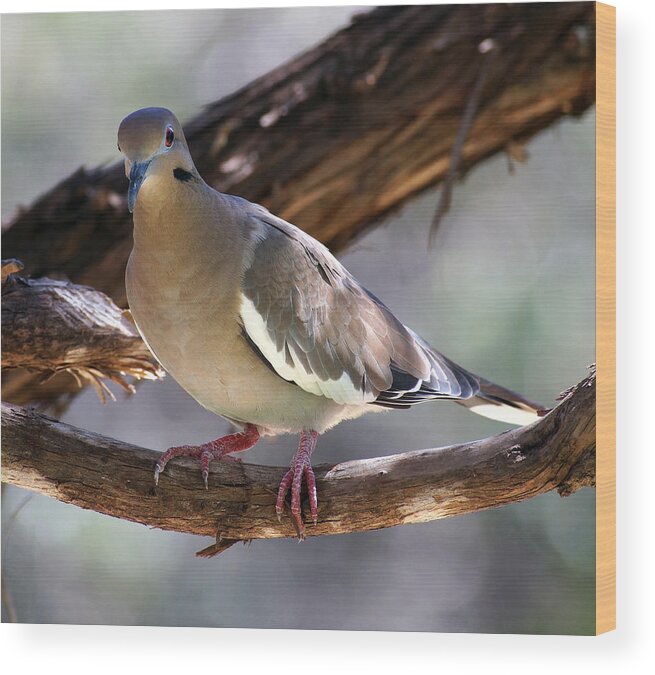  Wood Print featuring the photograph White Winged Dove by Mark Langford