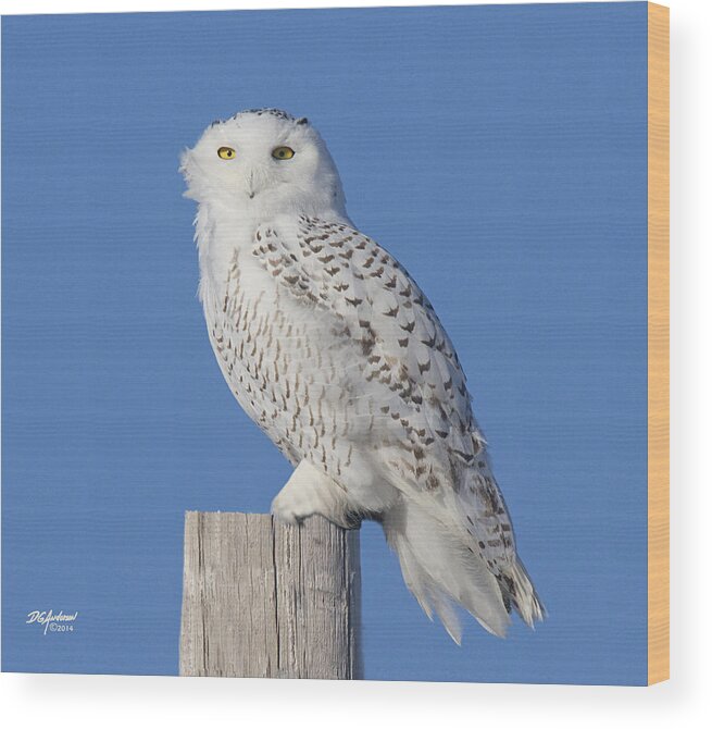 Snowy Owl Wood Print featuring the photograph Winter White II by Don Anderson