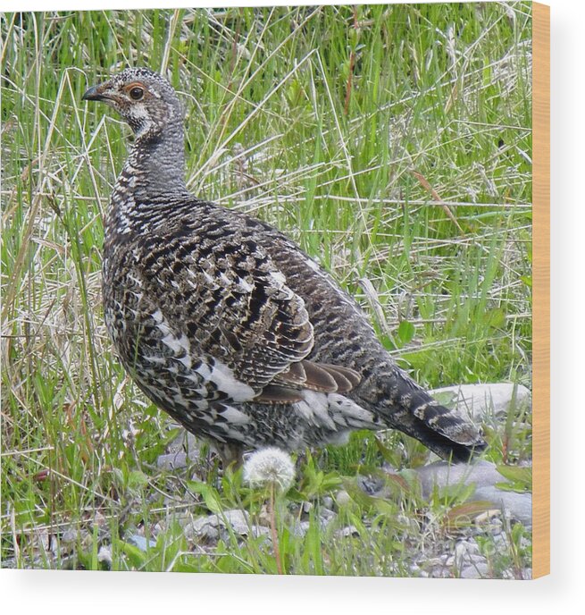 Bird Wood Print featuring the photograph 803A Franklin's Grouse - female by NightVisions