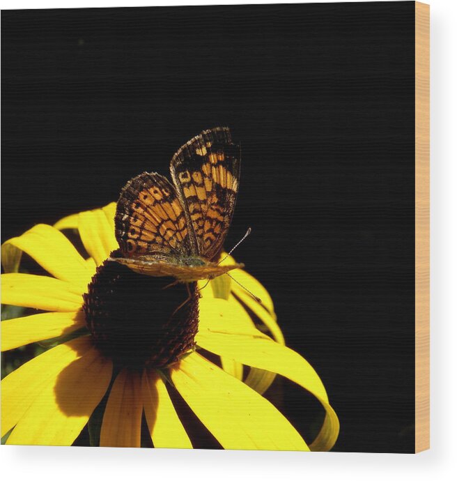 Butterfly Wood Print featuring the photograph 2 Beauties In One by Kim Galluzzo