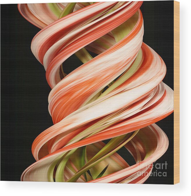 Design Wood Print featuring the photograph Digital Streak Image Of Amaryllis #2 by Ted Kinsman
