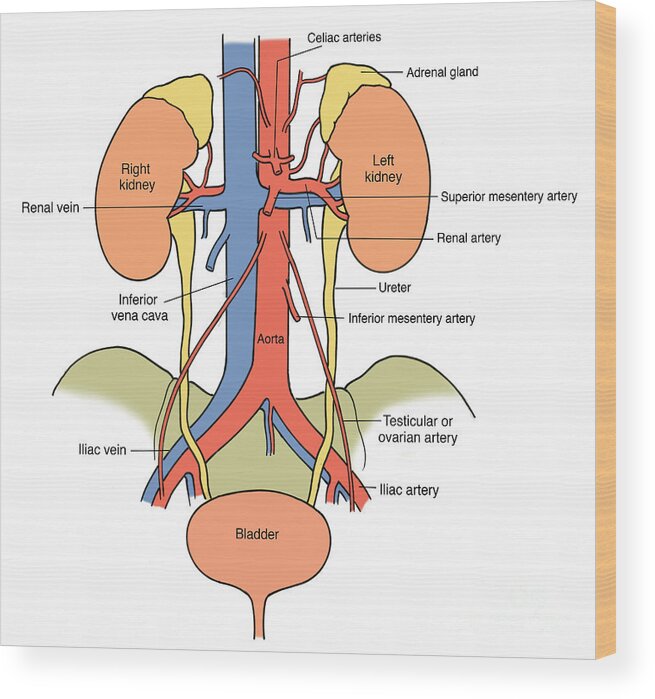 Anatomy Wood Print featuring the photograph Illustration Of Urinary System #2 by Science Source