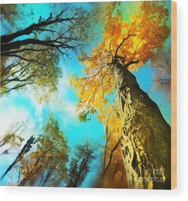 Fine Art Photography Wood Print featuring the photograph Stepping out #2 by Gina Signore