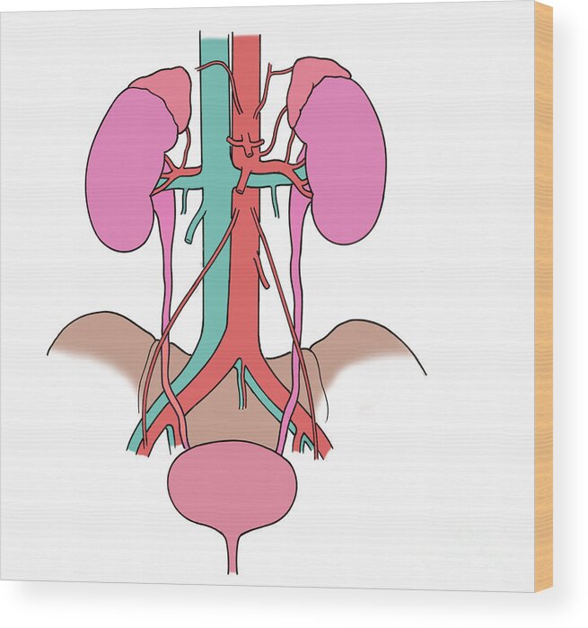 Anatomy Wood Print featuring the photograph Illustration Of Urinary System #5 by Science Source