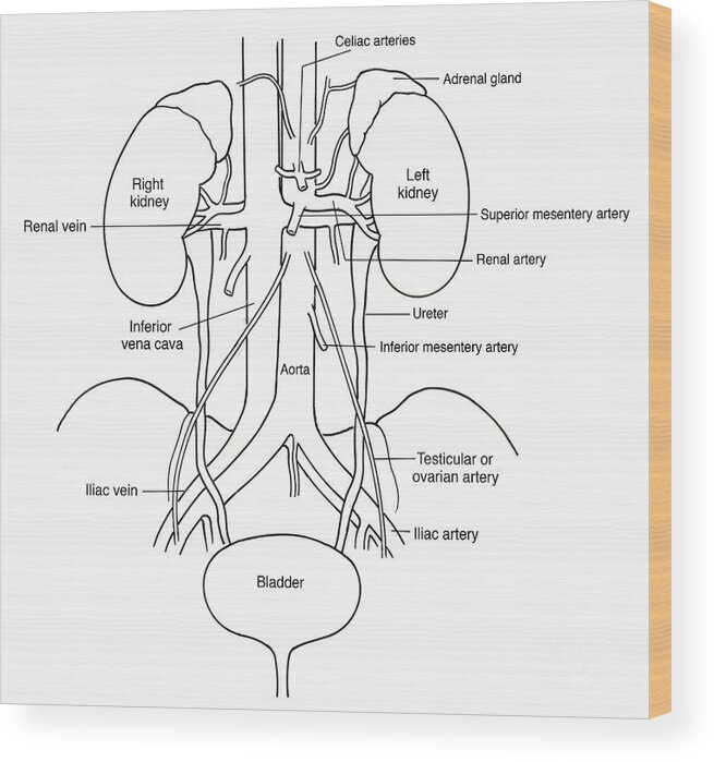 Anatomy Wood Print featuring the photograph Illustration Of Urinary System #7 by Science Source