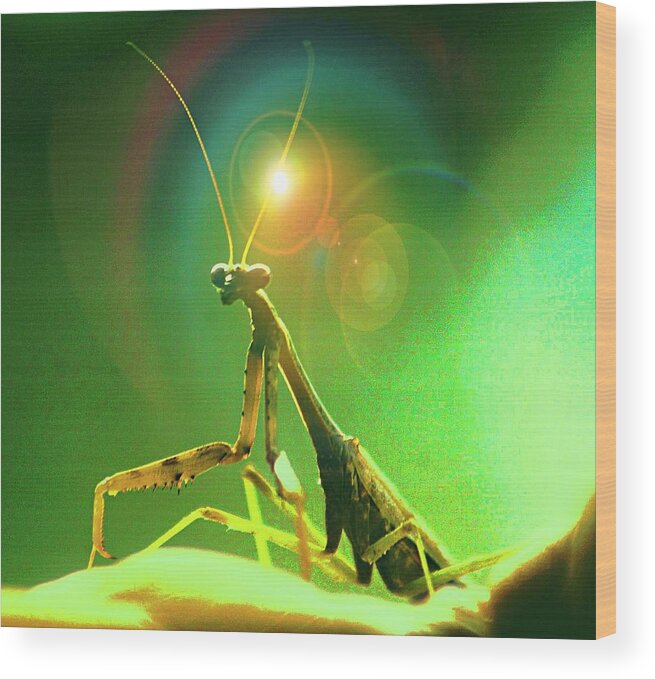 Praying Mantis Wood Print featuring the digital art A Close Encounter by Carrie OBrien Sibley