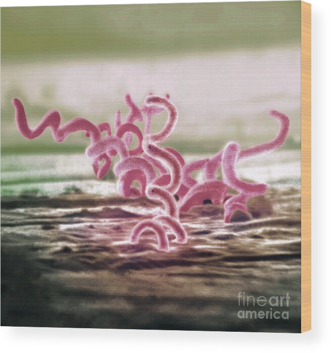 Bacteria Wood Print featuring the photograph Bacteria, Treponema Pallidum, Sem by Science Source