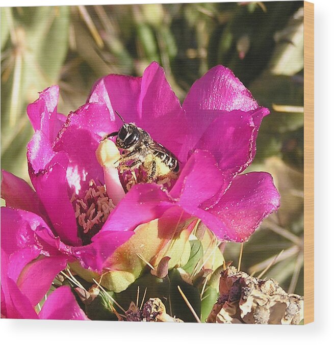 Bee Wood Print featuring the photograph Bee in bloom by FeVa Fotos