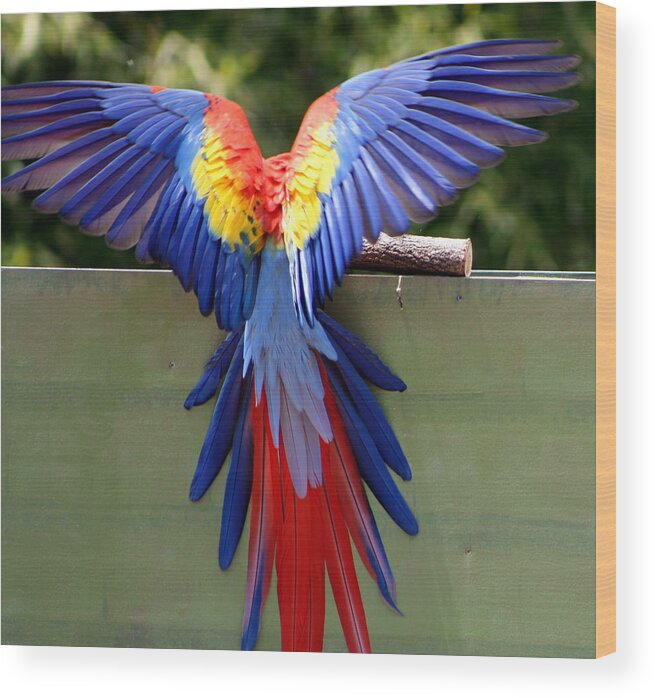 Bird Wood Print featuring the photograph Bird of color by Randy Wehner