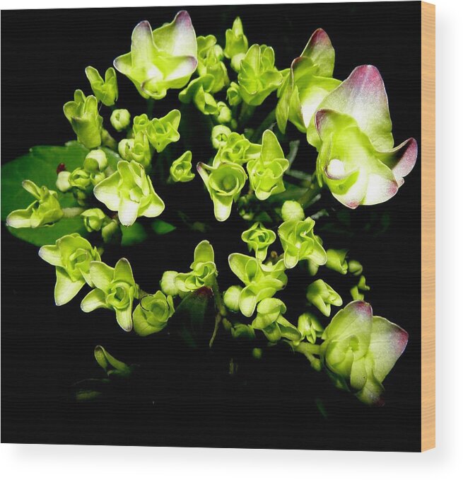 Hydrangea Wood Print featuring the photograph Bursting With Beauty by Kim Galluzzo Wozniak
