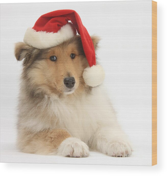 Dog Wood Print featuring the photograph Christmas Collie Pup by Mark Taylor