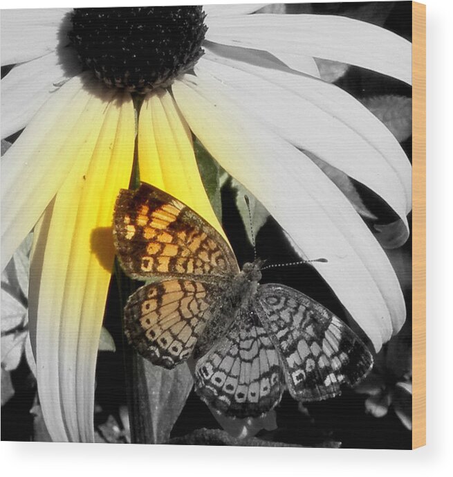 Butterfly Wood Print featuring the photograph Close Up And Person Focal Black And White by Kim Galluzzo