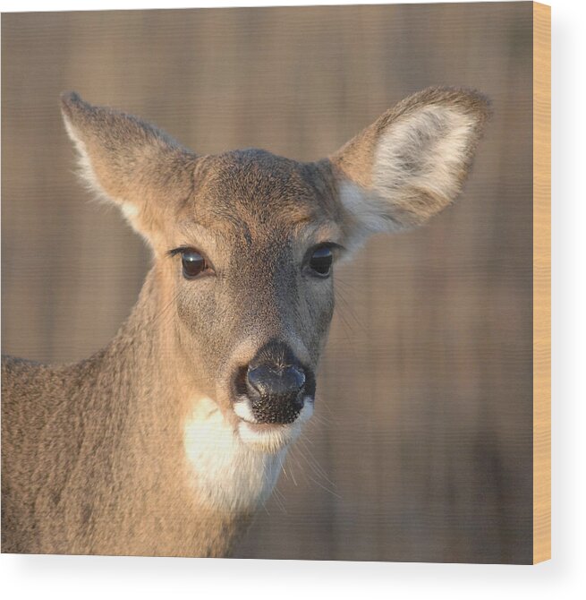 Deer Wood Print featuring the photograph Deer at dusk by Diane Giurco