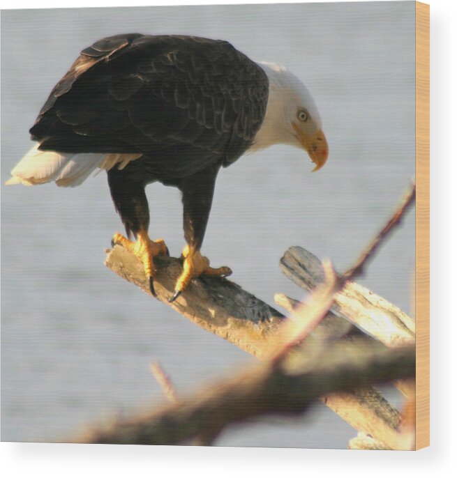 Bald Eagle Wood Print featuring the photograph Eagle On His Perch by Kym Backland